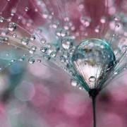 12745585 567250730093939 8787269755508713986 n